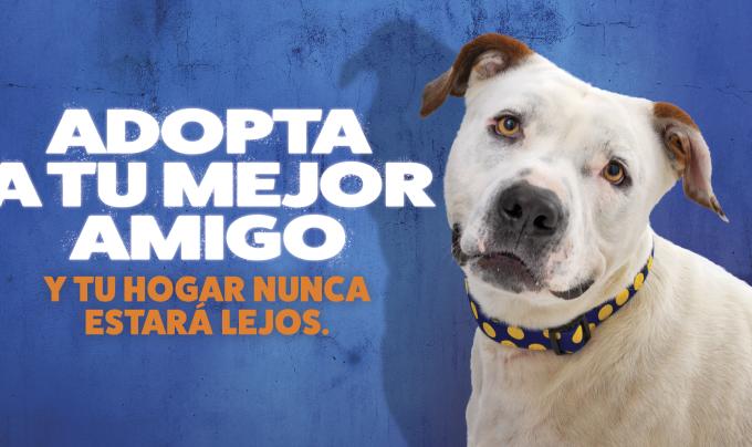 Adopta a tu mejor amigo